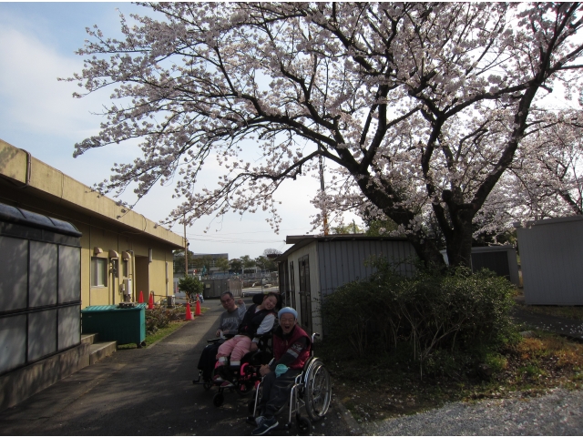 はなのきの桜の
木の下で…