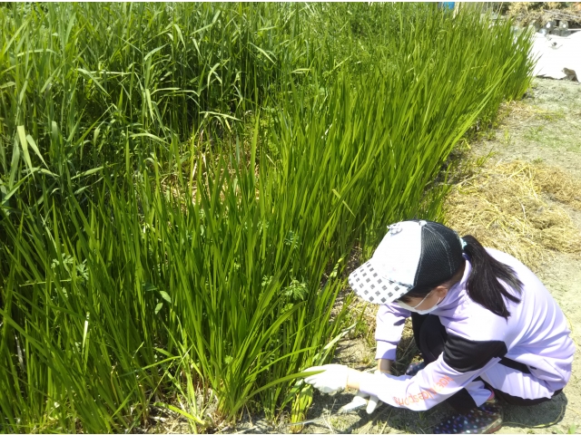 家族を巻き込み
菖蒲を収穫中！
