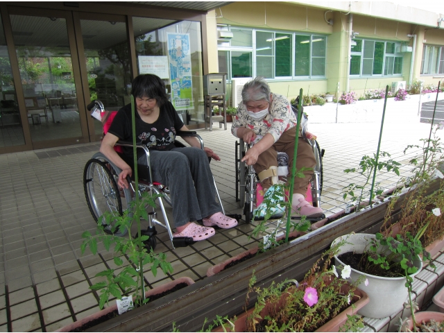 緑のトマトがあるよ～