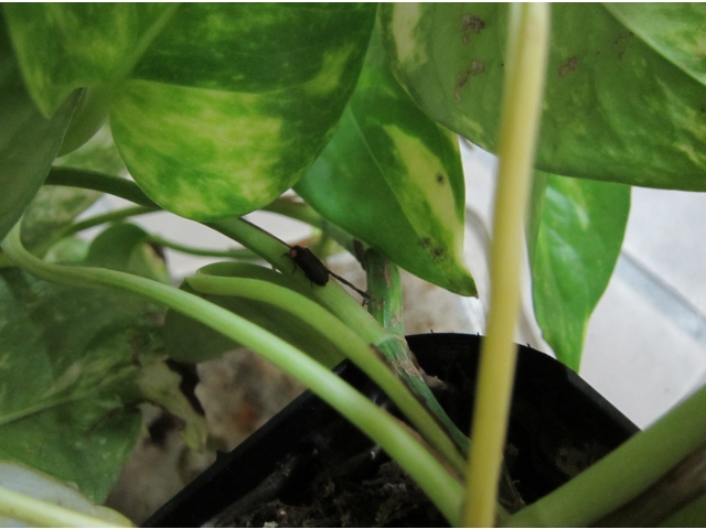 姿をちょっくら見せてね