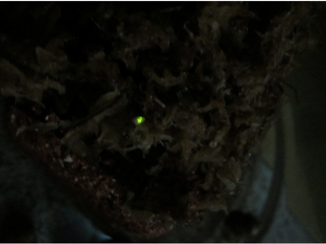 サナギでした！