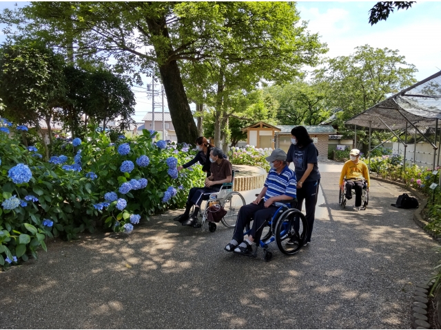 稲沢市にある紫陽花の名所『大塚性海寺歴史公園』