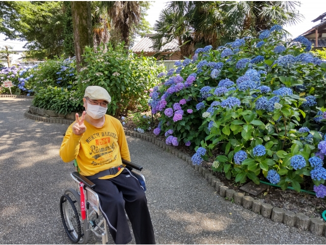 公園内には5世紀頃に作られた古墳(円墳)があり紫陽花で覆われています