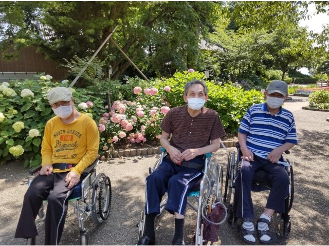 紫陽花もいいけどおやつが食べたい…