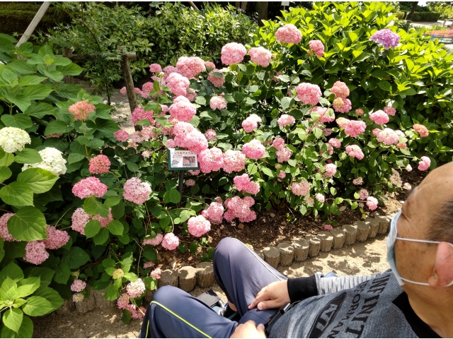 珍しい紫陽花「ピンクのアナベル」