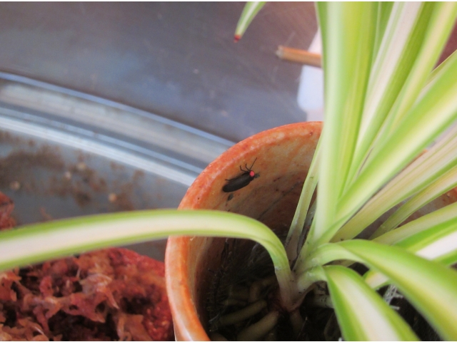 待望のホタル成虫確認！