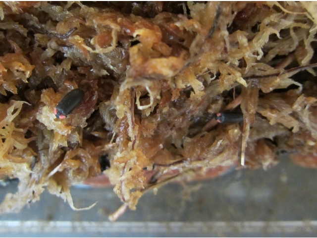 カップル成立か！？残念、オス同士…