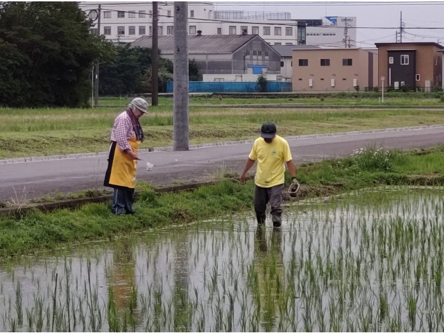 餌となるタニシは実験田でゲット！
