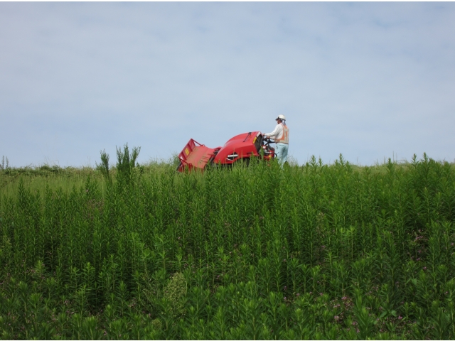 前回の作業は6月頃数カ月で草ボーボーに…
