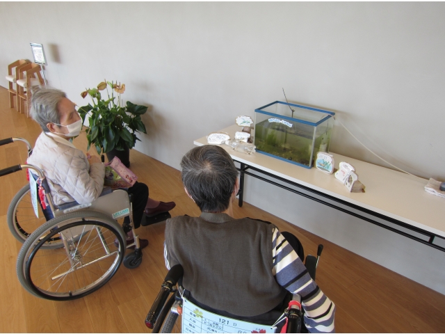 メダカとエビがいました。