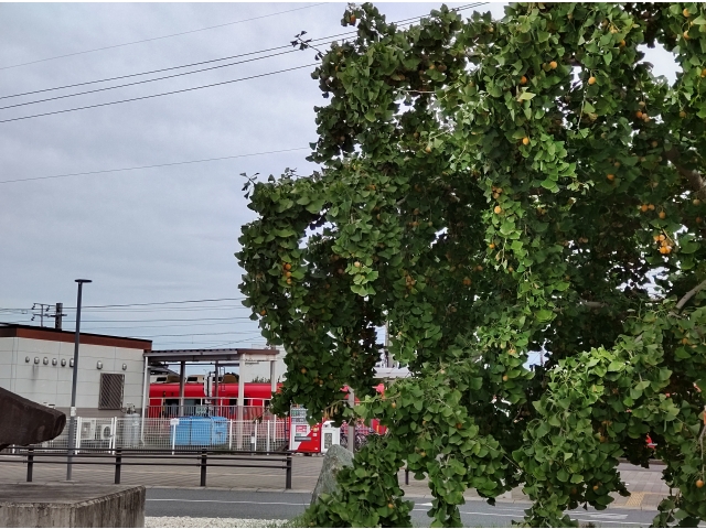 銀杏が鈴なりに黄色の実をつけている