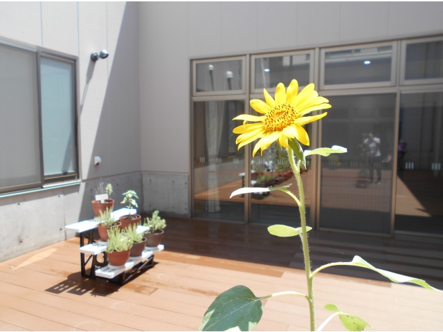 ひたむきに上を向きます🌻