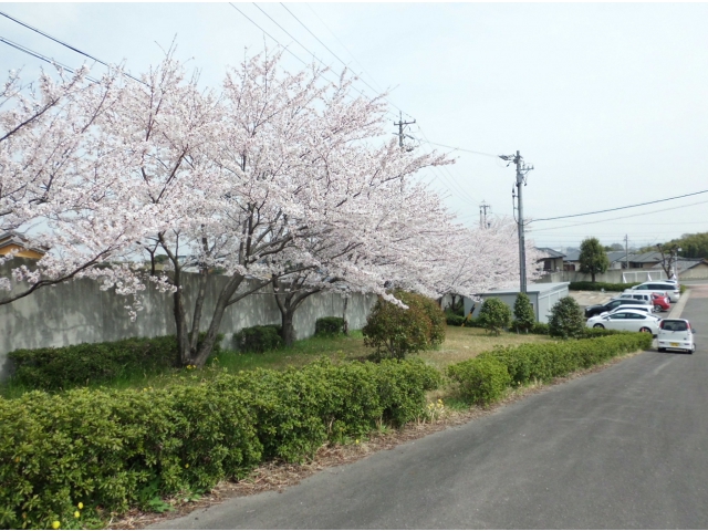 半田の里の桜も満開！今年も綺麗！