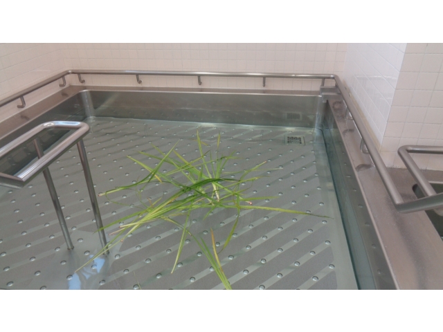 菖蒲をお湯に浮かべました♪どんな香りがするんだろう❔