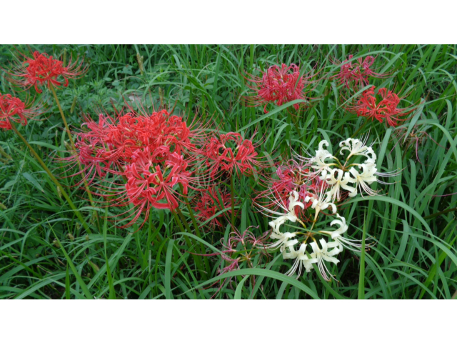 半田の里の彼岸花