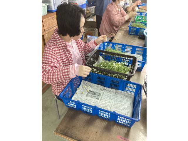 利用者の皆さんが１つずつ摘み取っています。