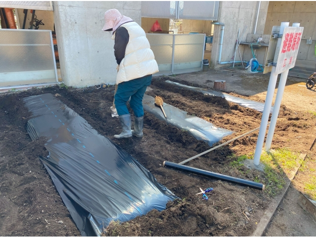 幅を測りながら、畝をつくり、マルチを張っていきます