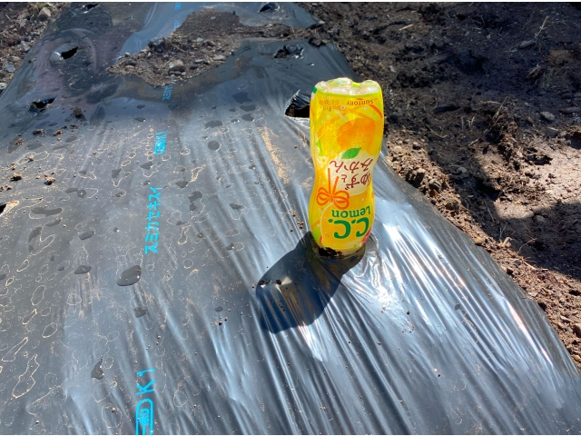 ペットボトルでマルチに穴を開けて、