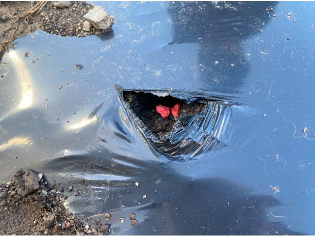 種を2粒ずつ蒔いて、