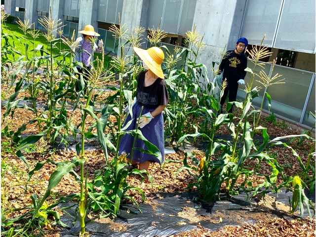 さあ、収穫だ。