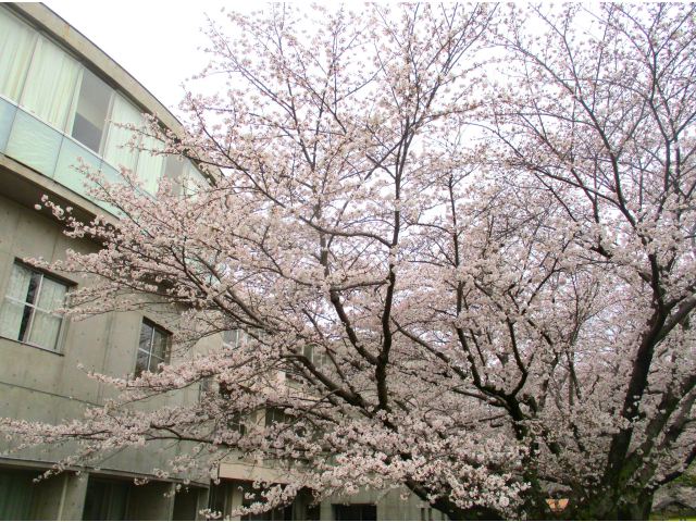 桜も満開です。