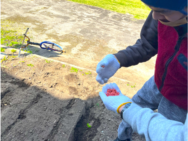 これが種だよ。