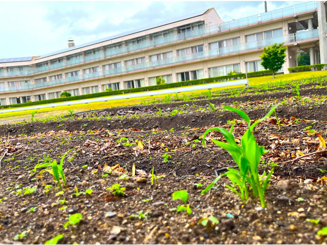 種植えから３週間経過