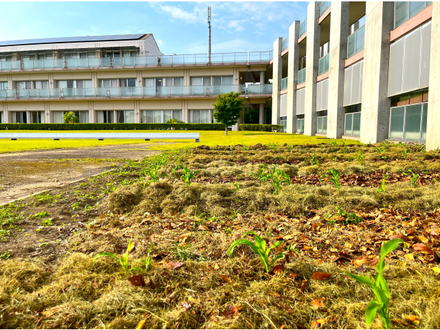 藁と落ち葉を敷き詰めました