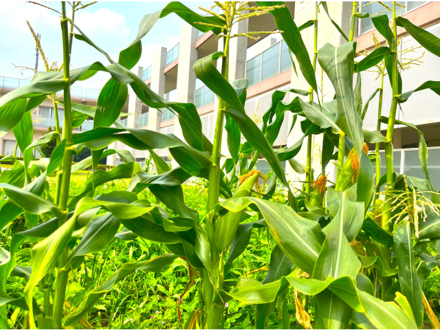 そろそろ収穫かな。