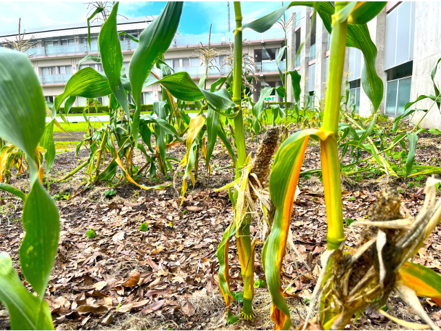 こうなった……