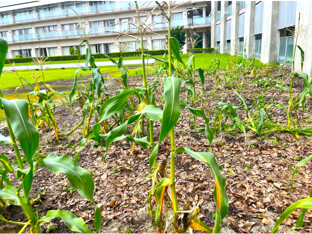 (´Д⊂ｸﾞｽﾝ