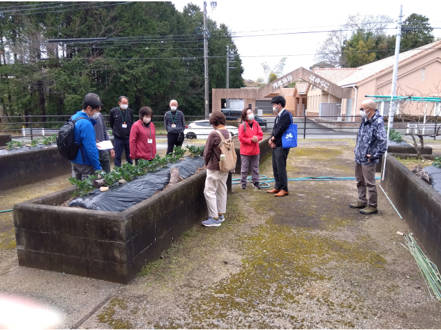 体育館横に植えたブロッコリーも収穫するほど大きくはなっていませんでした。