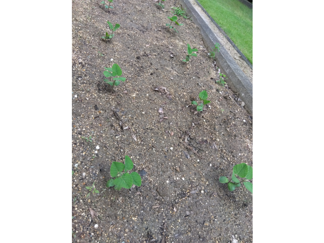 種まきを予定していた日があいにくの天気だったため、職員で植えました。