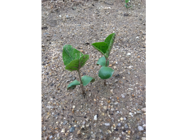 畑の枝豆も、１週間ほどでほとんどの種から芽が出ました！