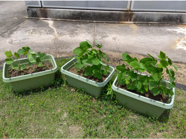 少し早く植えたプランターの枝豆も、元気に育っています。8月6日を予定している収穫も楽しみです。ぜひ皆様と一緒に収穫できればと思っています。