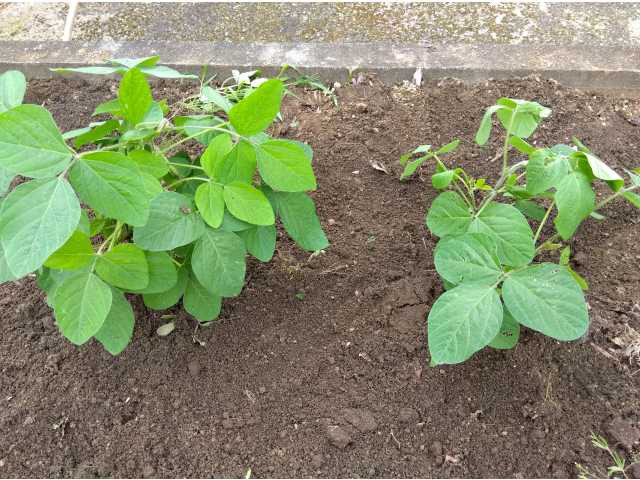 プランターから、根を切らない様に慎重に畑に植え替えました。