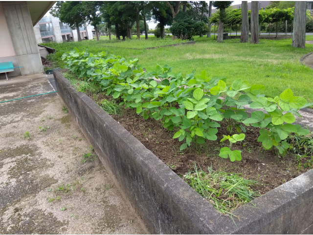 畑に植えた枝豆もすくすく成長しています。