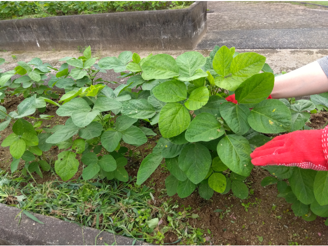 畑の草取りも行いました。