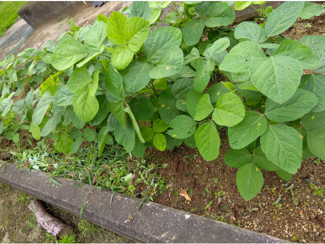 このまま育ってくれると嬉しいです。