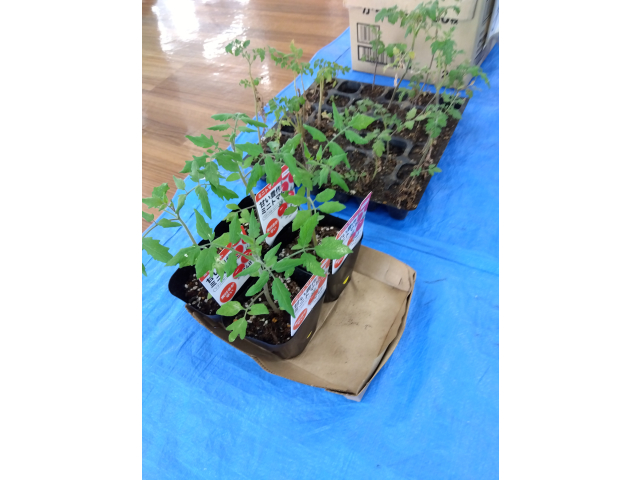 購入した苗や、小野田所長に分けて頂いた苗を植えます。