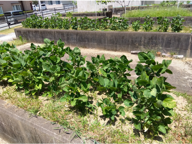 余談ですが、畑で育てている枝豆も順調に育っています。