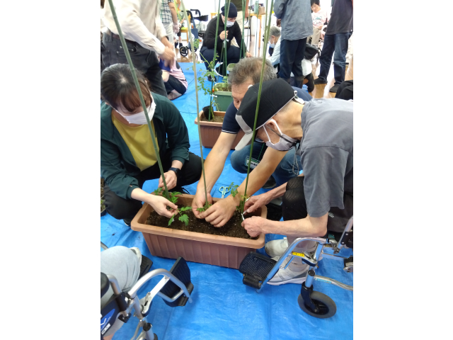 土に穴を掘り、苗を植えました。
