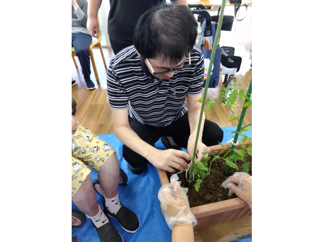 植えた苗が倒れない様に支柱と苗を紐で結びました。