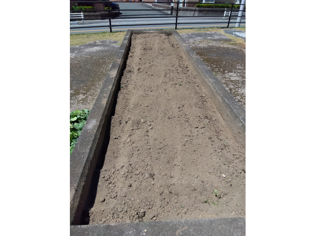 耕して、石灰を混ぜました。来週には堆肥を混ぜて8月20日には大根の種を植えていきます！