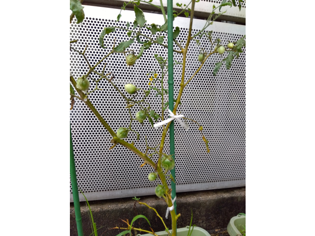 たくさんの実が育っています。他のプランターでも実がなると良いです！