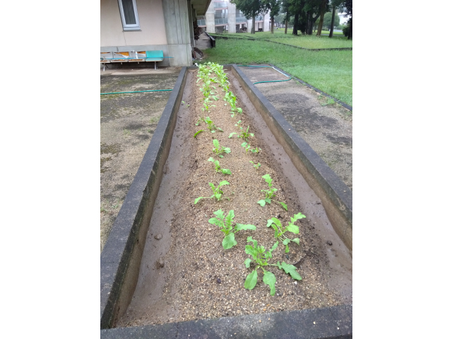 隙間なく芽がでて成長しています。しっかり収穫できるようにお世話を続けていきます。