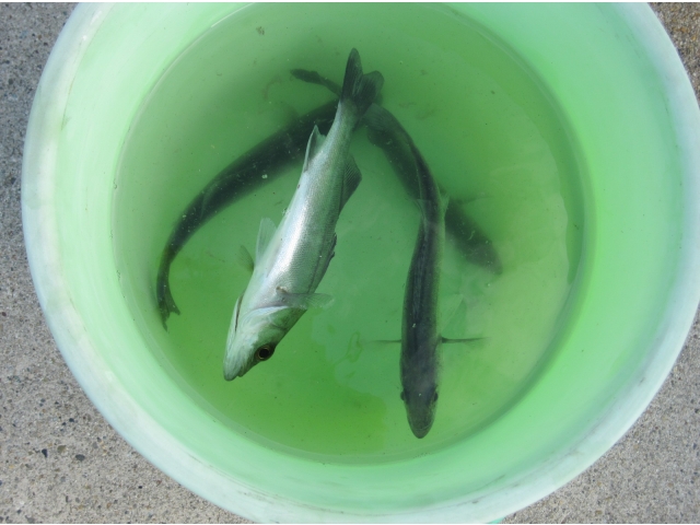 本日の収穫（8分音符）