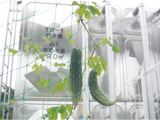 夏定番のゴーヤ