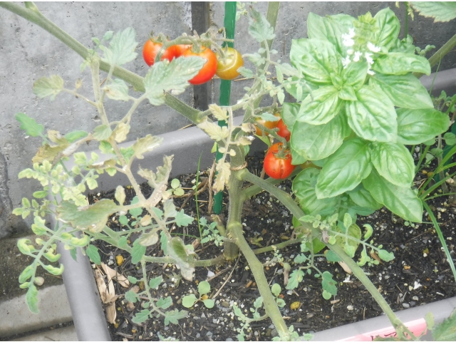 ミニトマトはこれからが収穫となります