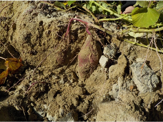 さつま芋発見～！！さてさて掘りますか🎵